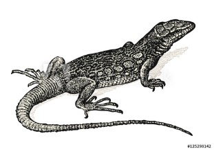Bild på Vintage animal engraving  drawing lizard - retro vector design element